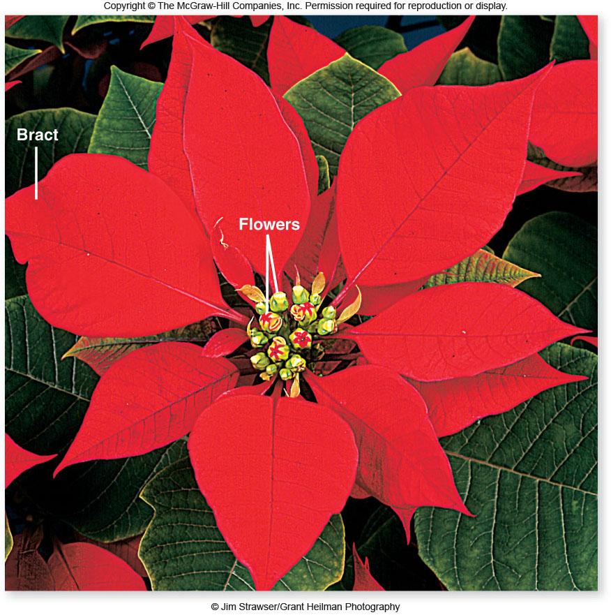 favorable -Manipulation of photoperiod in greenhouses ensures that shortday poinsettias flower in time for the winter holidays 13 Flowering is regulated by phytochromes (redlight receptors) and