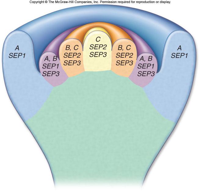 Model for Flowering Recently, two other classes were identified -Class D genes are essential for carpel formation -Class E genes (SEPALATA) -SEP proteins interact with class A, B and C proteins that