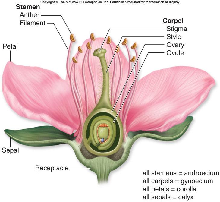 -Calyx, corolla, androecium, and gynoecium An incomplete flower lacks one or more of these whorls 29 30 Flower Structure Male structure Female Trends in Floral Evolution structure Calyx = Consists of