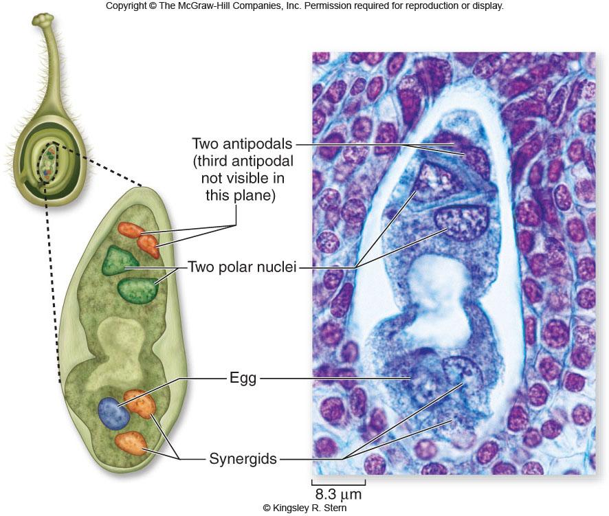 (microgametophyte) -The generative cell in the pollen grain will later divide to form two sperm cells Within each ovule, a diploid