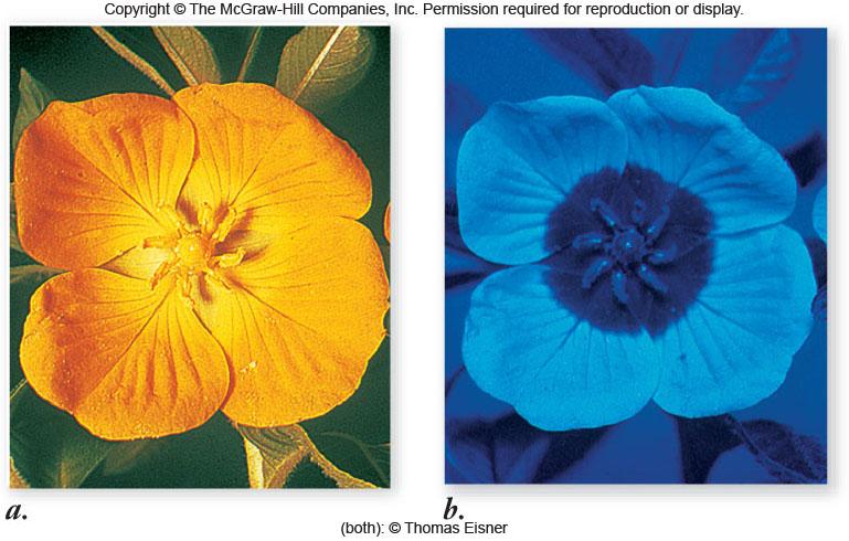 have coevolved resulting in specialized relationships -Self-pollination = Pollen from a flower s anther pollinates stigma of the same