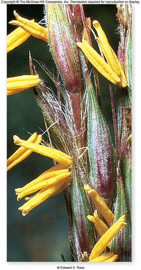 grouped and hanging down in tassels Stamen- and carpel-containing flowers are usually separated between individuals -Strategy that greatly promotes outcrossing 46 47 48 Self-pollinating plants
