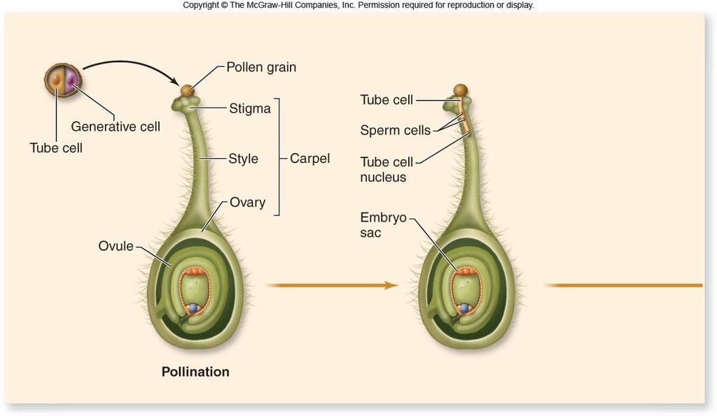 Fertilization Angiosperms undergo a unique process called double fertilization -A pollen grain that lands on a