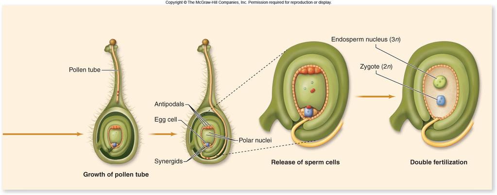 to form 2 sperm cells -When pollen tube reaches the ovule, it enters one of the synergids and releases the two
