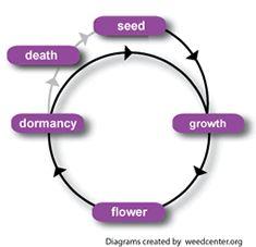 Plant Lifecycle Perennials are plants that require more than