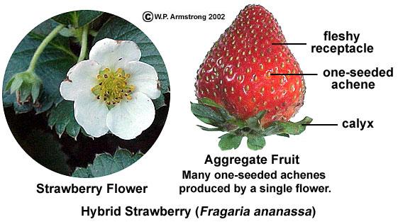 Aggregate fruits develop from a single flower