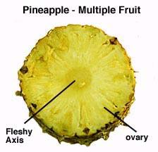 Multiple fruits