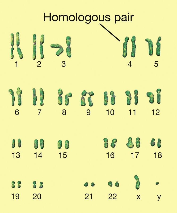10.2 Sexual Reproduction and Meiosis There are thousands of different species of organisms. Each species produces more of its own. A species of bacteria splits to make two identical bacteria.