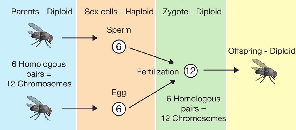 CHAPTER 10: REPRODUCTION Diploid, haploid, and fertilization Diploid and haploid sets What is fertilization? A complete set of chromosomes is called a diploid set.