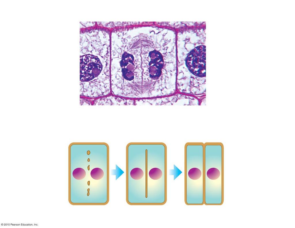 LM Wall of parent cell Cell plate forming Daughter nucleus Cell wall Vesicles