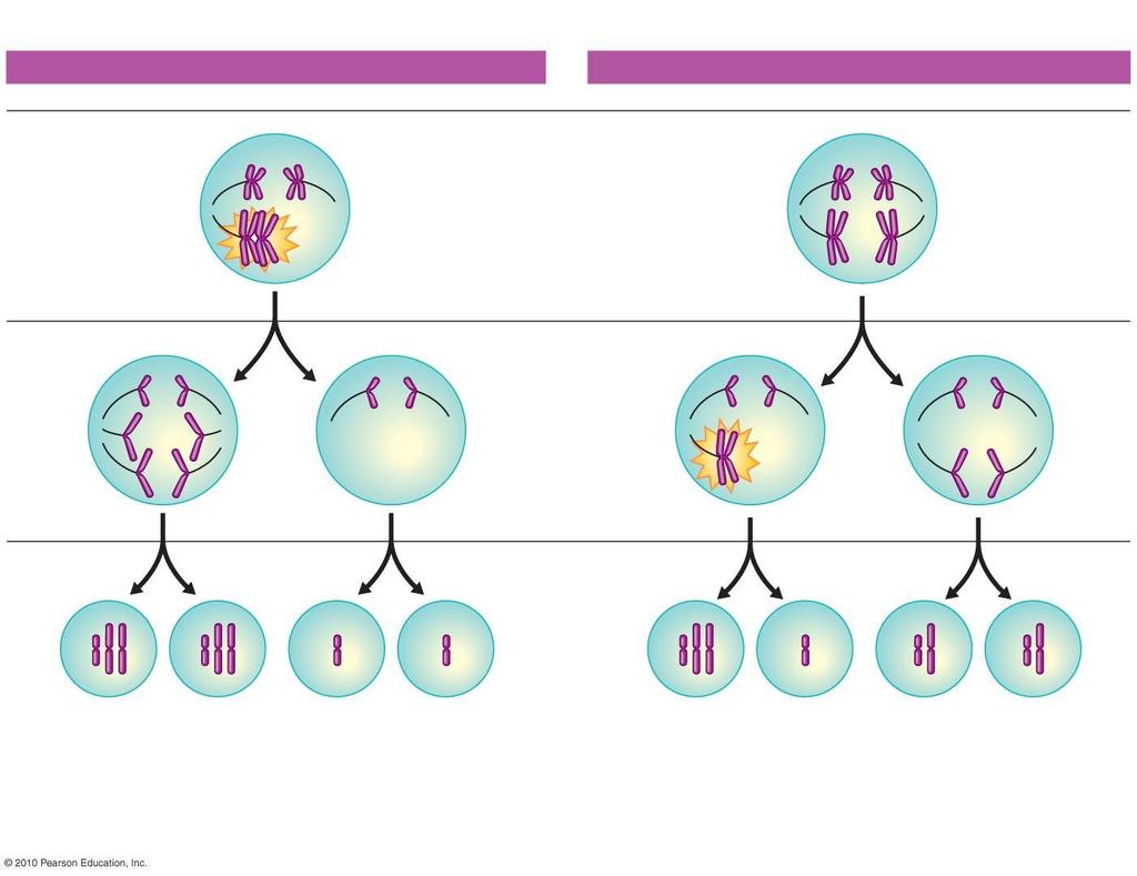 NONDISJUNCTION IN MEIOSIS I NONDISJUNCTION IN MEIOSIS II Meiosis I Nondisjunction: Pair of homologous chromosomes fails to separate.