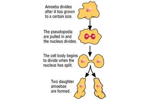 Advantages of Asexual Reproduction FAST Creates IDENTICAL cells Ex.