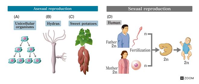 Sexual vs. Asexual Reproduction Why is genetic variation important?