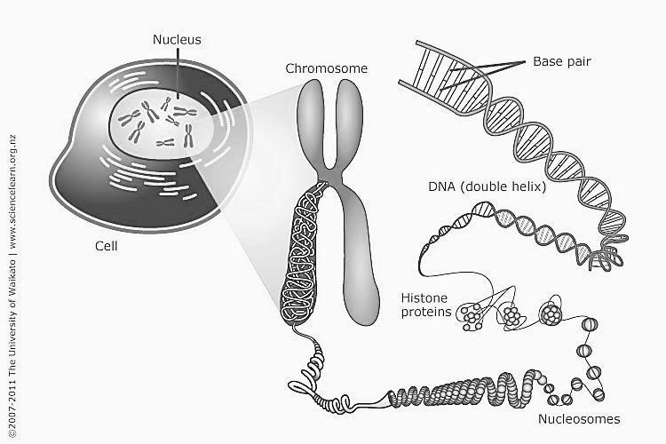 Why does DNA form a chromosome?