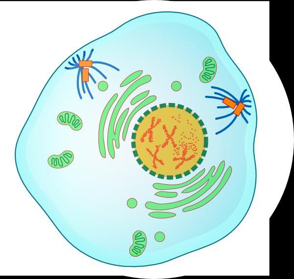 Prophase The Cell Cycle: Mitosis Nuclear membrane dissolves Nucleolus disappears Chromosomes condense from