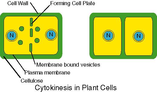 Cytokinesis Cytoplasm divides, creating 2