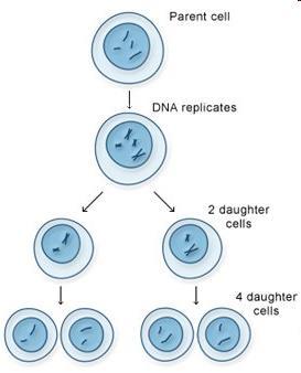 Meiosis The process of forming gametes (sex cells ~ egg and sperm).