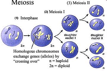 Meiosis Cell reproduction where the number of chromosomes is reduced