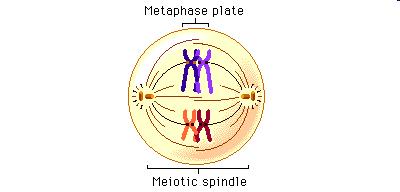 Meiosis I Metaphase 1 Homologous