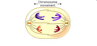 Meiosis I Anaphase 1 Homologous chromosomes split apart at