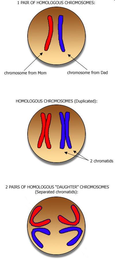 Human Somatic Cells 23 pairs of chromosomes = 46 total chromosomes Diploid number of chromosomes is 46 The 2 chromosomes in a