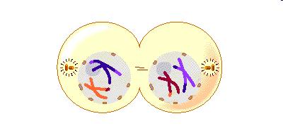 Meiosis I Telophase 1 & Cytokinesis I New nuclear membranes form Each pole has only 1/2 of