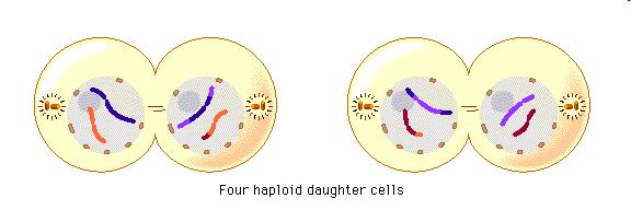 Telophase II and Cytokinesis II Original cell is divided into four