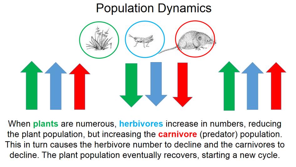 When plants are numerous, herbivores increase in number, reducing the plant population, but increasing the carnivore (predator) population.