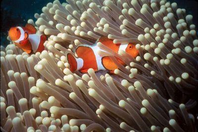Anemone protects the clownfish & gives it a safe home because the anemone has poisonous tentacles that does not