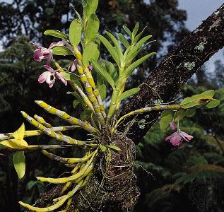 Epiphytes gets nutrients from air, falling rain, greater access to sunlight,
