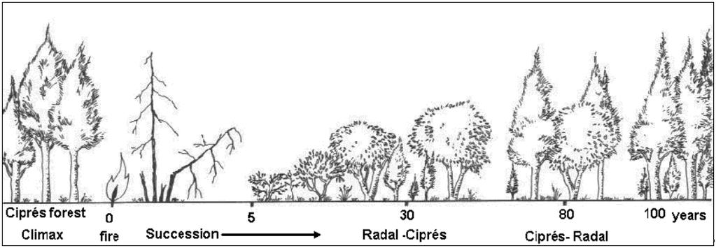 Primary Succession Pioneer species Lichens & moss