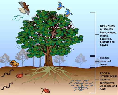 What role does the tree trunk play for the insects, caterpillars, & larvae?