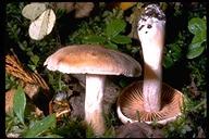 1. Decomposers Organisms that obtain