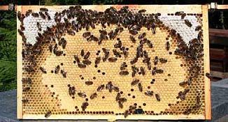 Worker Bee Development Brood Pattern Worker Bees