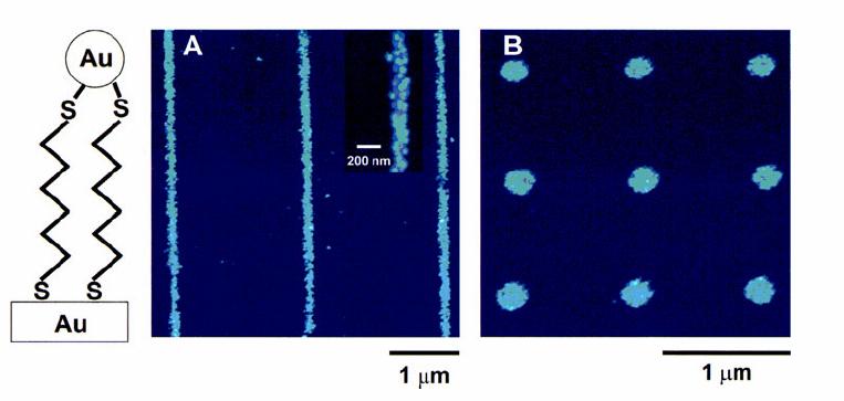 Dip-Pen Nanolithography / SAM AFM topographic images of individual Au nanoparticles adsorbed