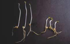 The treated seedlings show a radial swelling, inhibition of elongation of the epicotyl, and horizontal growth of the epicotyl (diagravitropism).