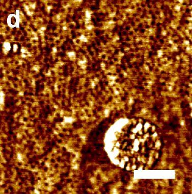 (a) (b) (c) (d) (e) Figure 7-13 AFM images of micelle templated (a) Ni(CO3)y, (b)
