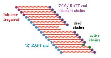 Figure 2-16 Possible polymer chains that can be present in RAFT polymerization The Figure 2-16 shows everything that can be exist within a RAFT polymerization: 1) some chains that are initiated by
