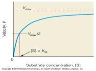 V max, K M and V max : reached when enzyme molecules are saturated; every enzyme carrying out a catalytic reaction K M :Substrate concentration when V = V max /2; the higher the K M, the higher the