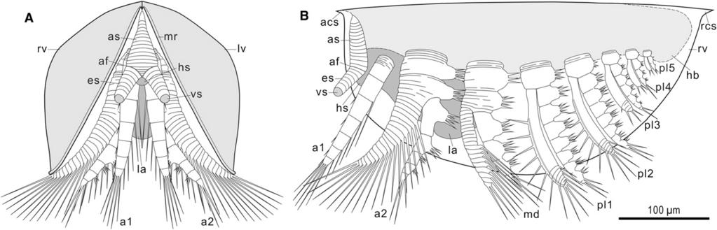 Cambrian Phosphatocopines with Stalked Eyes 2151 Figure 2. Reconstruction of Dabashanella sp. in Life Attitude (A) Anterior view. (B) Left-side view.