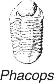 15. The index fossil shown below has been found in New York