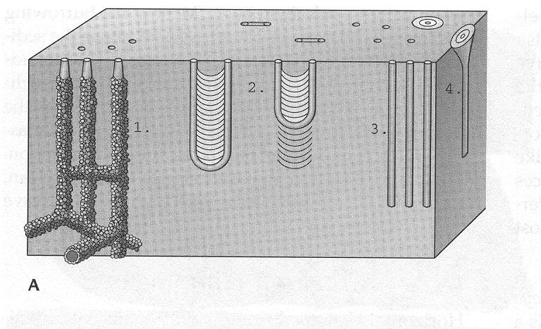 SKOLITHOS ICHNOFACIES Vertical tubes