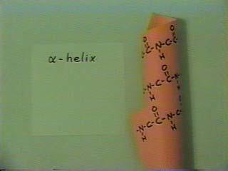 Essentially what is involved in an alpha helix is that the primary structure of the protein twists around upon
