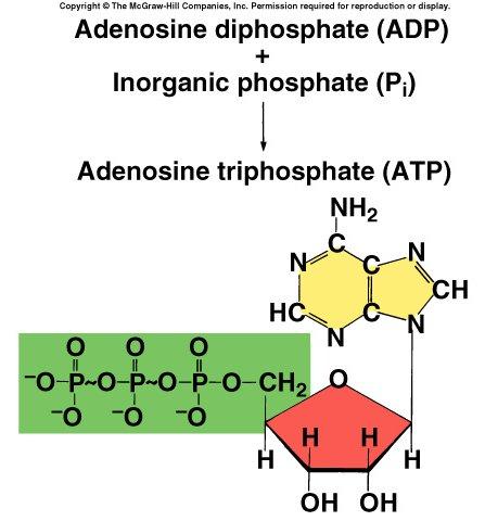 ATP Major Energy Carrier Formation of ATP requires the input of a large