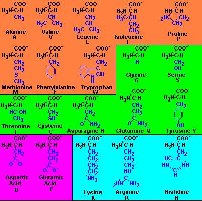 20 Amino Acids Nonpolar, hydrophobic Polar, uncharged