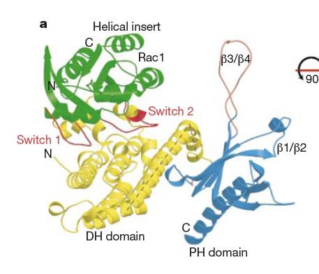Dynamic Switches as a handle for regulatory factors GEF