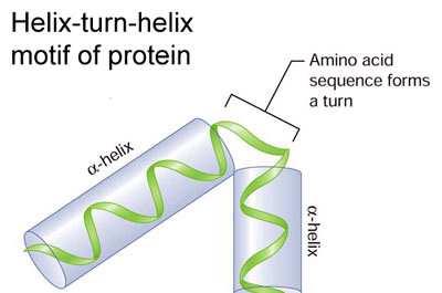 Helix-turn-helix
