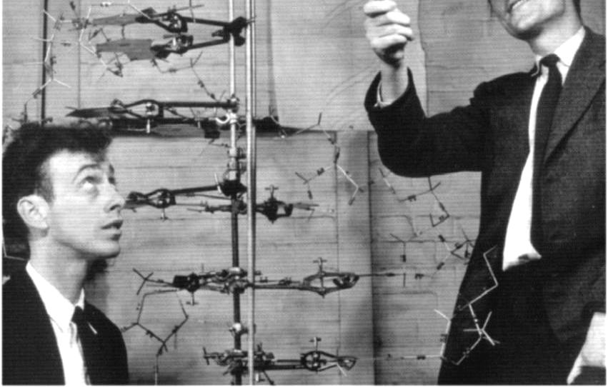 (1953) Molecular