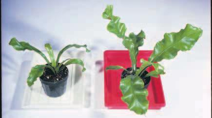 Spraying some plants with gibberellins may cause them to grow larger than normal, as shown in Figure 31-3. Like auxins, gibberellins are hormones that have important commercial applications.