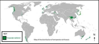Temperate rain forest Characterized by cool to moderate, humid weather Abundant rainfall Plant Adaptations Lots of water and not much light under trees so most plants